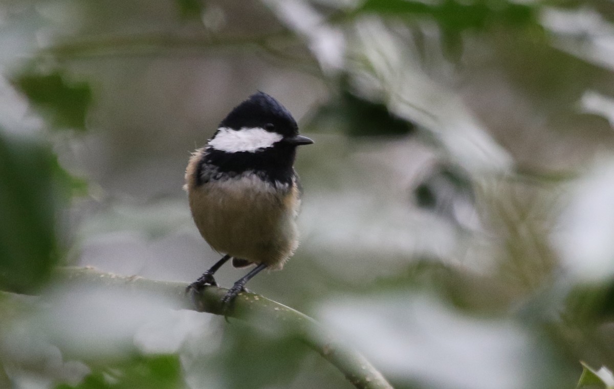 Coal Tit - ML281402271