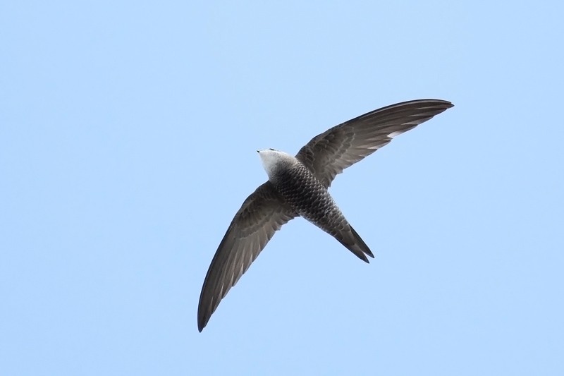 Pallid Swift - Adrien Mauss