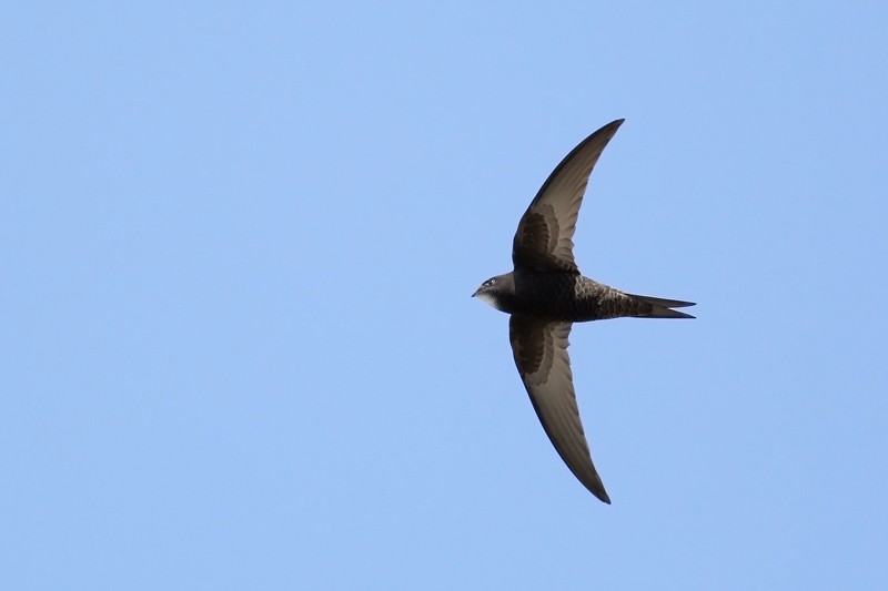 Common Swift - ML28140361