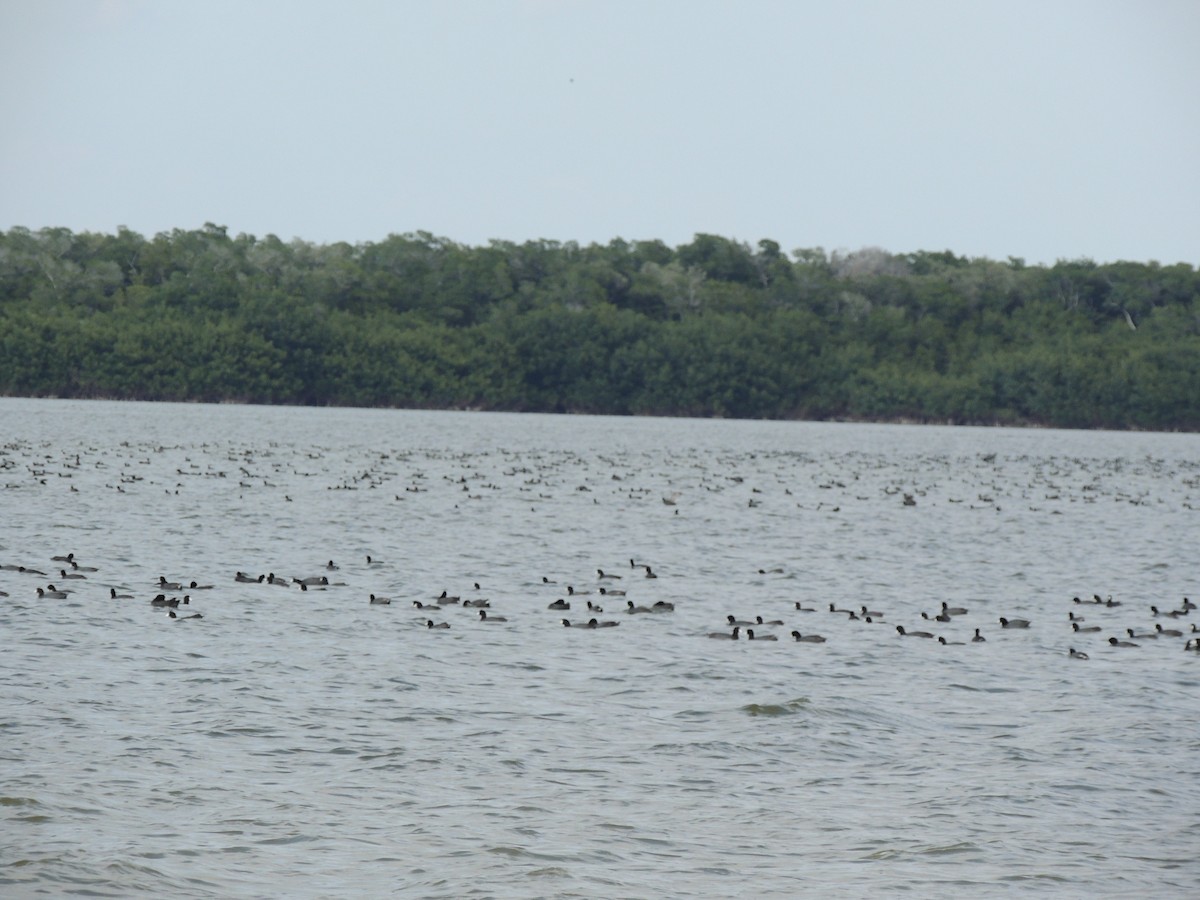 American Coot - ML281403661