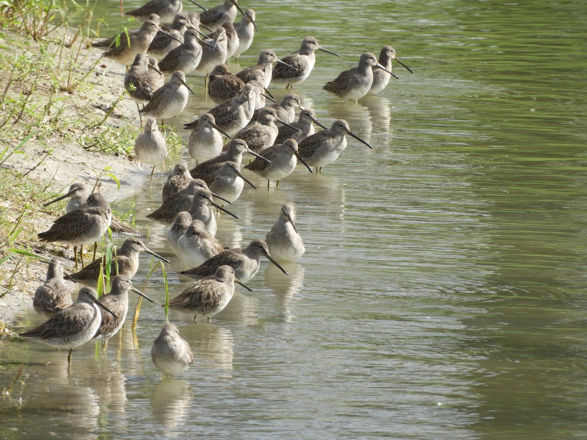 Long-billed Dowitcher - ML281403851