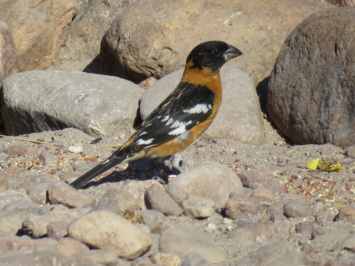 Black-headed Grosbeak - ML28140431