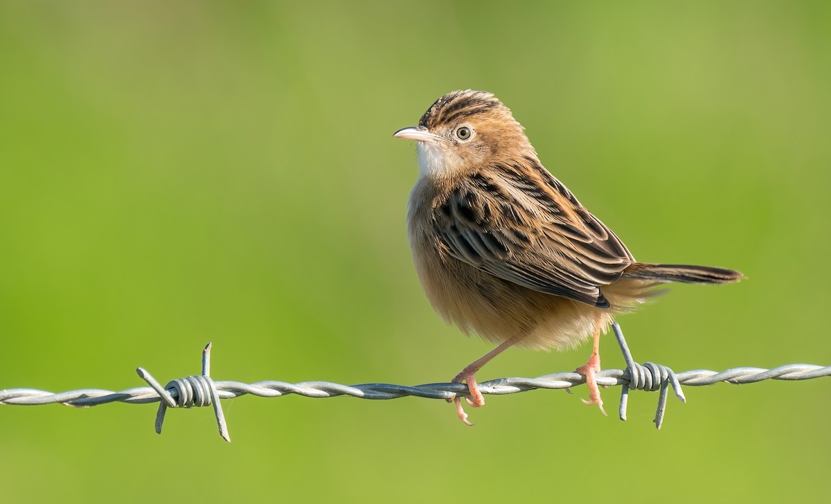 Zitting Cisticola - ML281407571