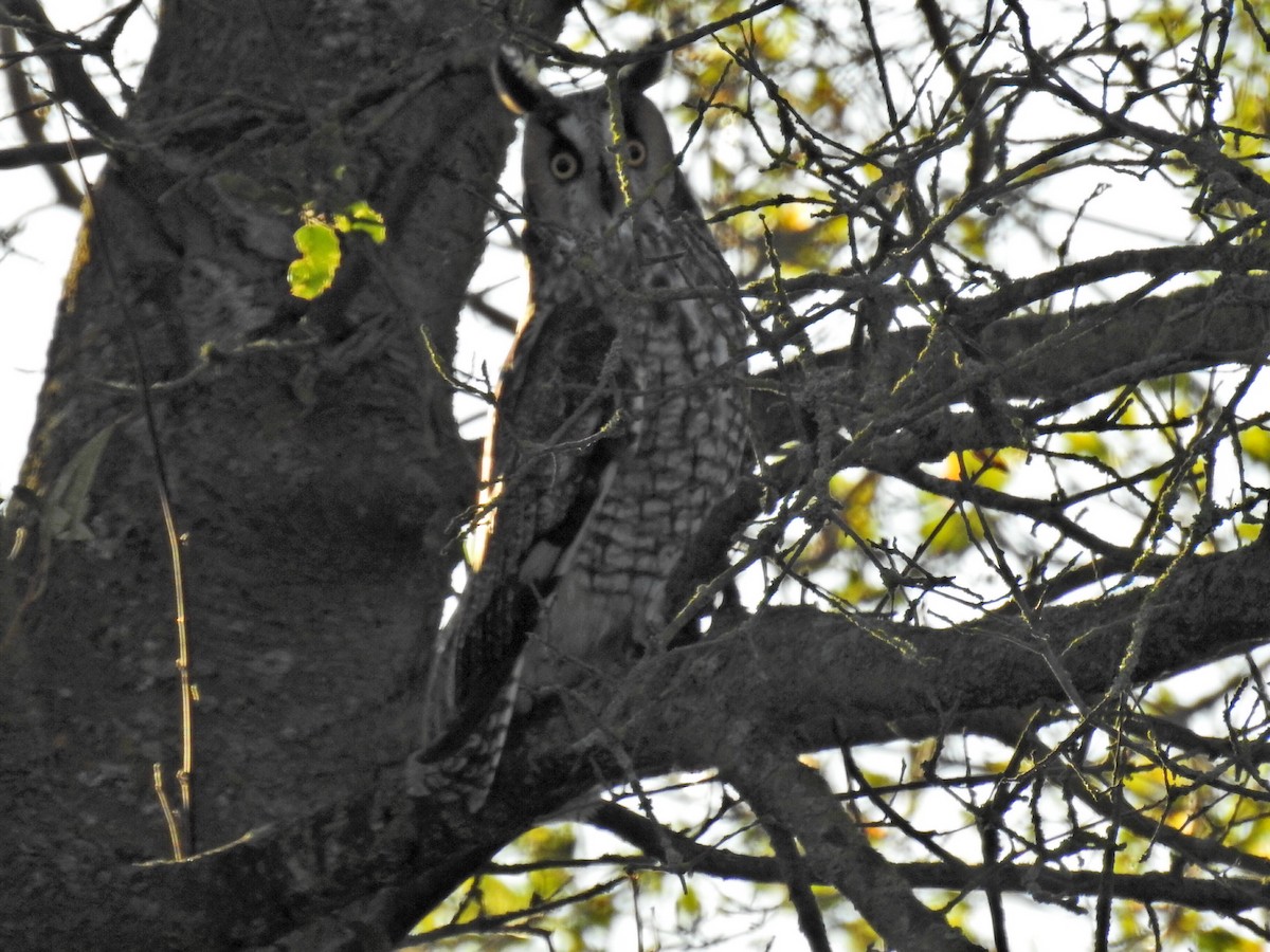Long-eared Owl - ML281408351