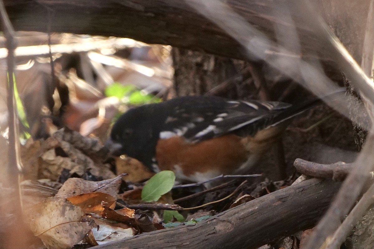 Spotted Towhee - ML281408921