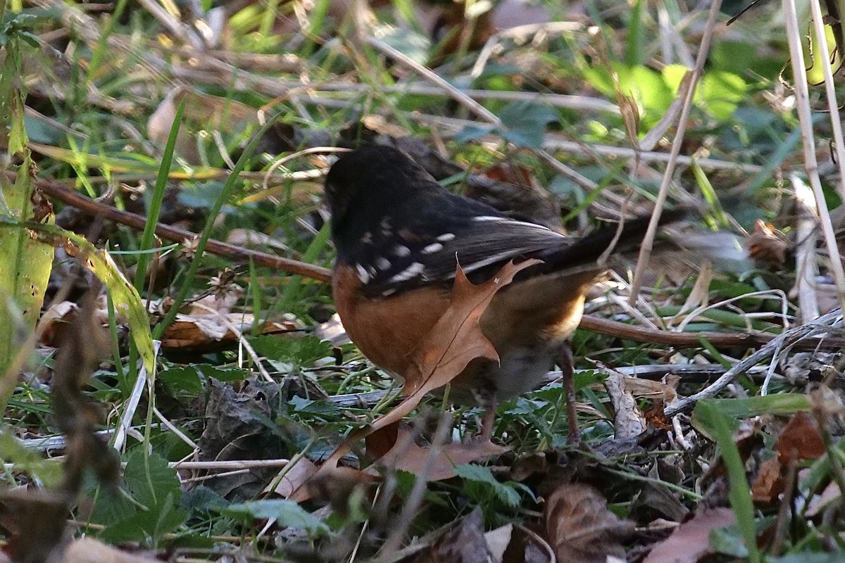 Spotted Towhee - ML281408931