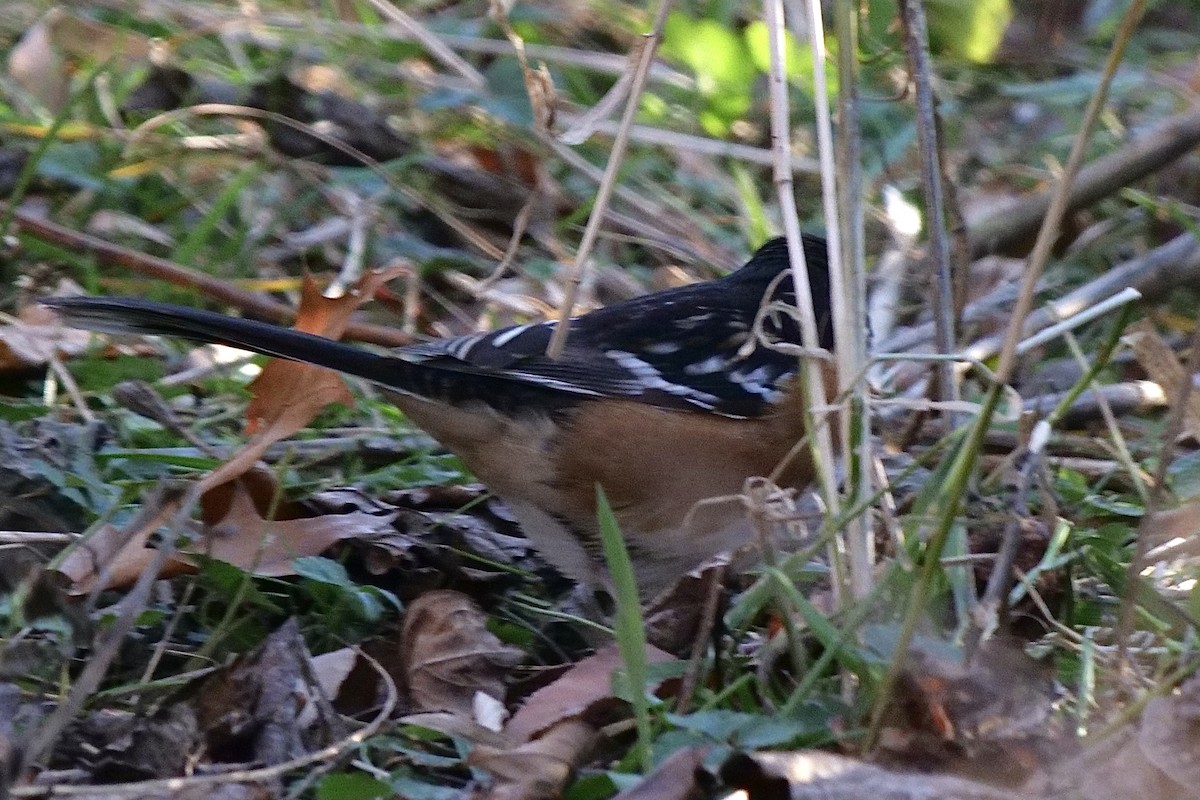Spotted Towhee - ML281408941