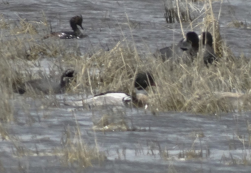 Red-breasted Merganser - ML28140901