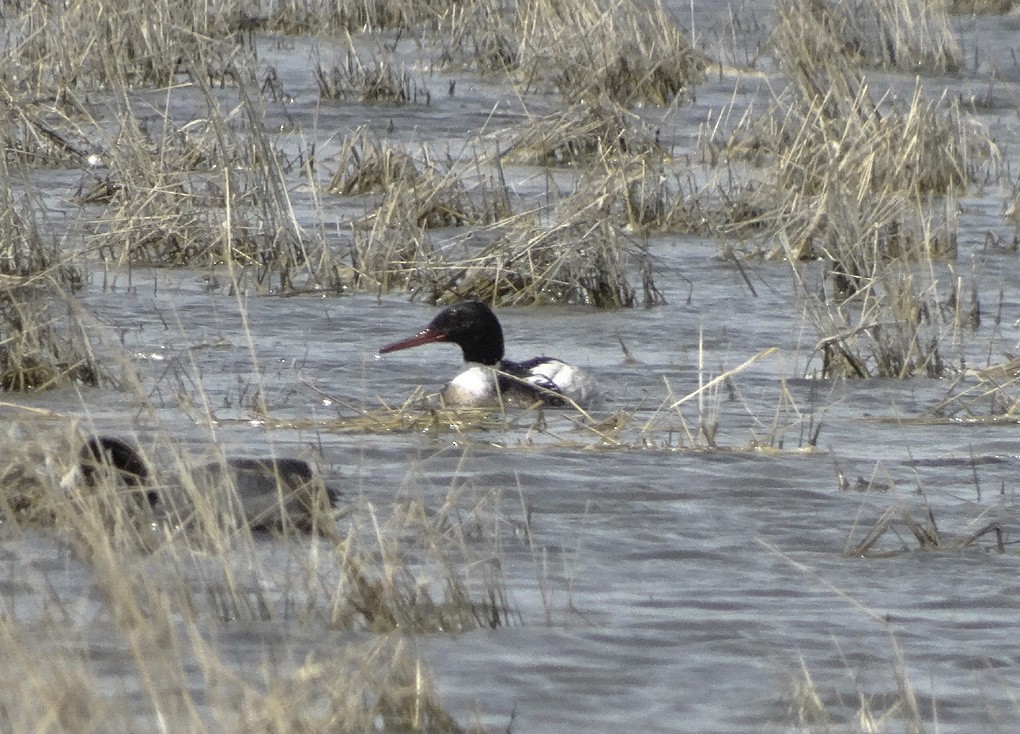 Red-breasted Merganser - ML28140911