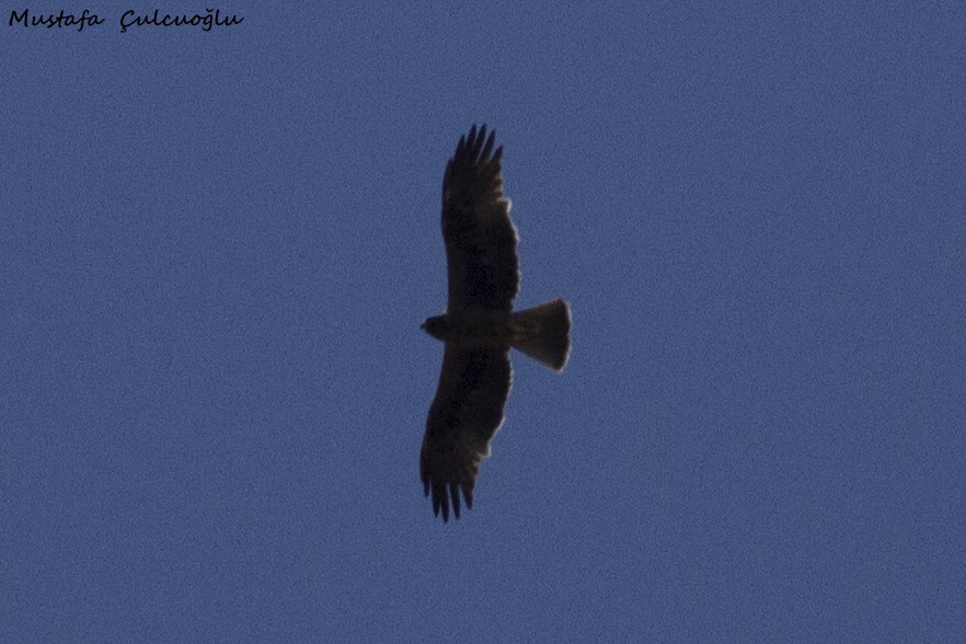 Booted Eagle - ML28141181