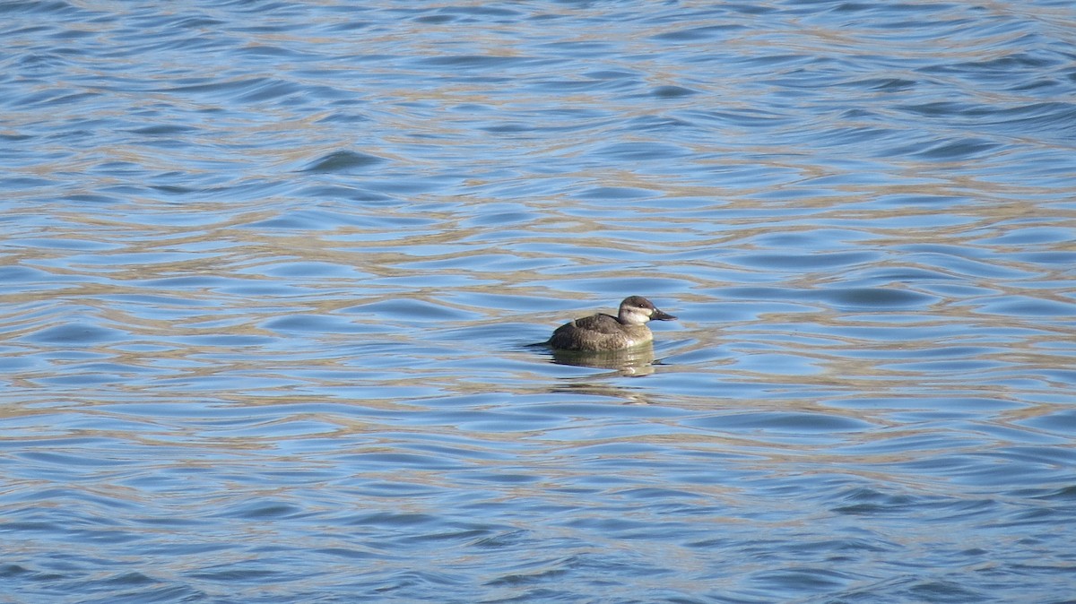 Ruddy Duck - ML281412551