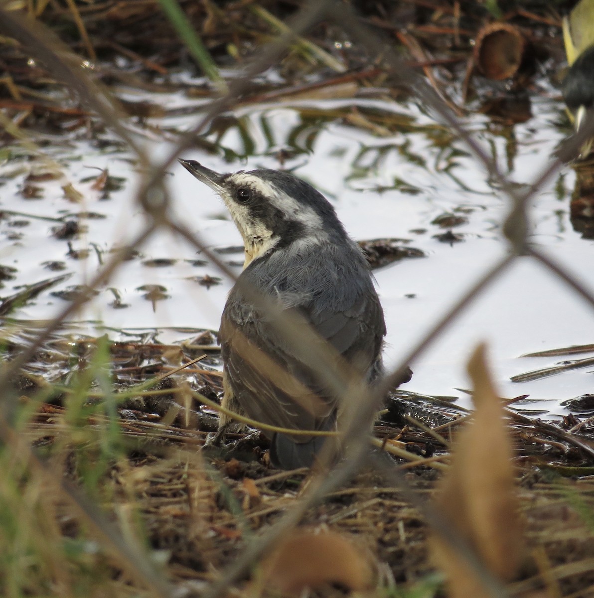 Red-breasted Nuthatch - Thomas Wurster