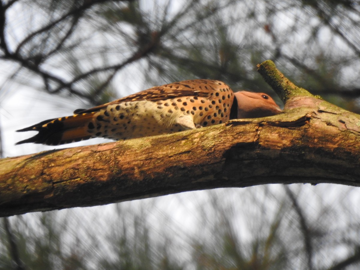 Northern Flicker - ML281413701