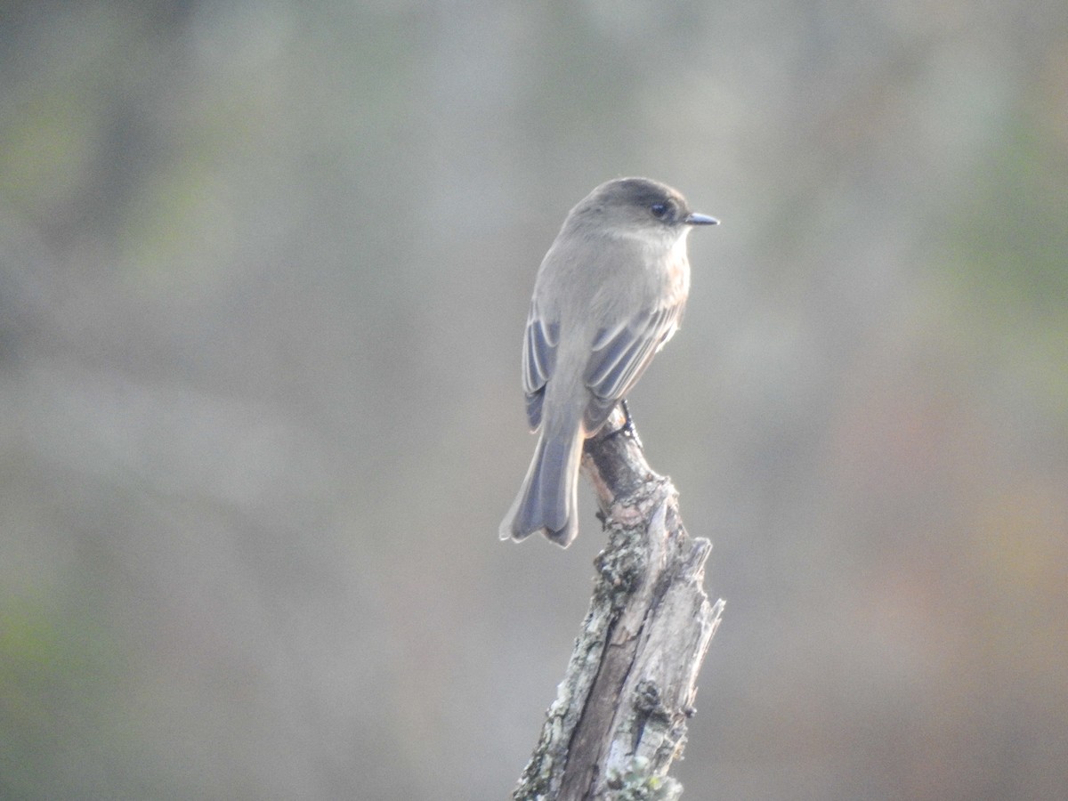 Eastern Phoebe - ML281413741