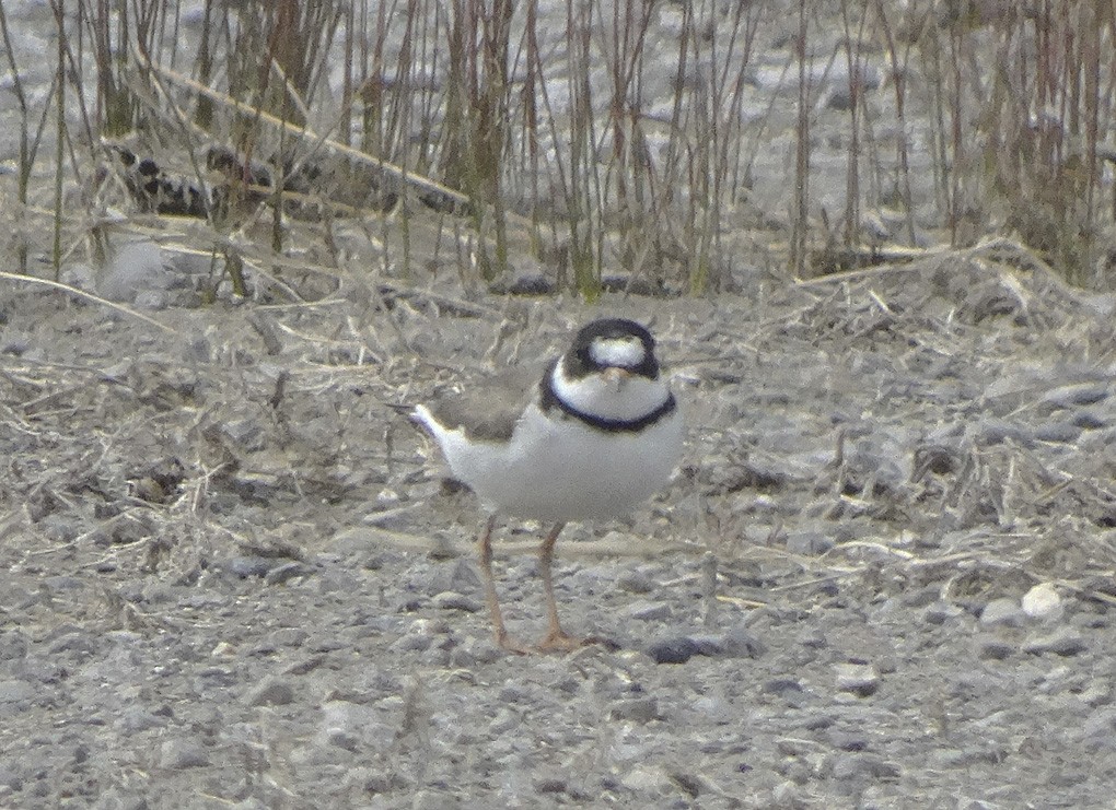 Semipalmated Plover - ML28141431