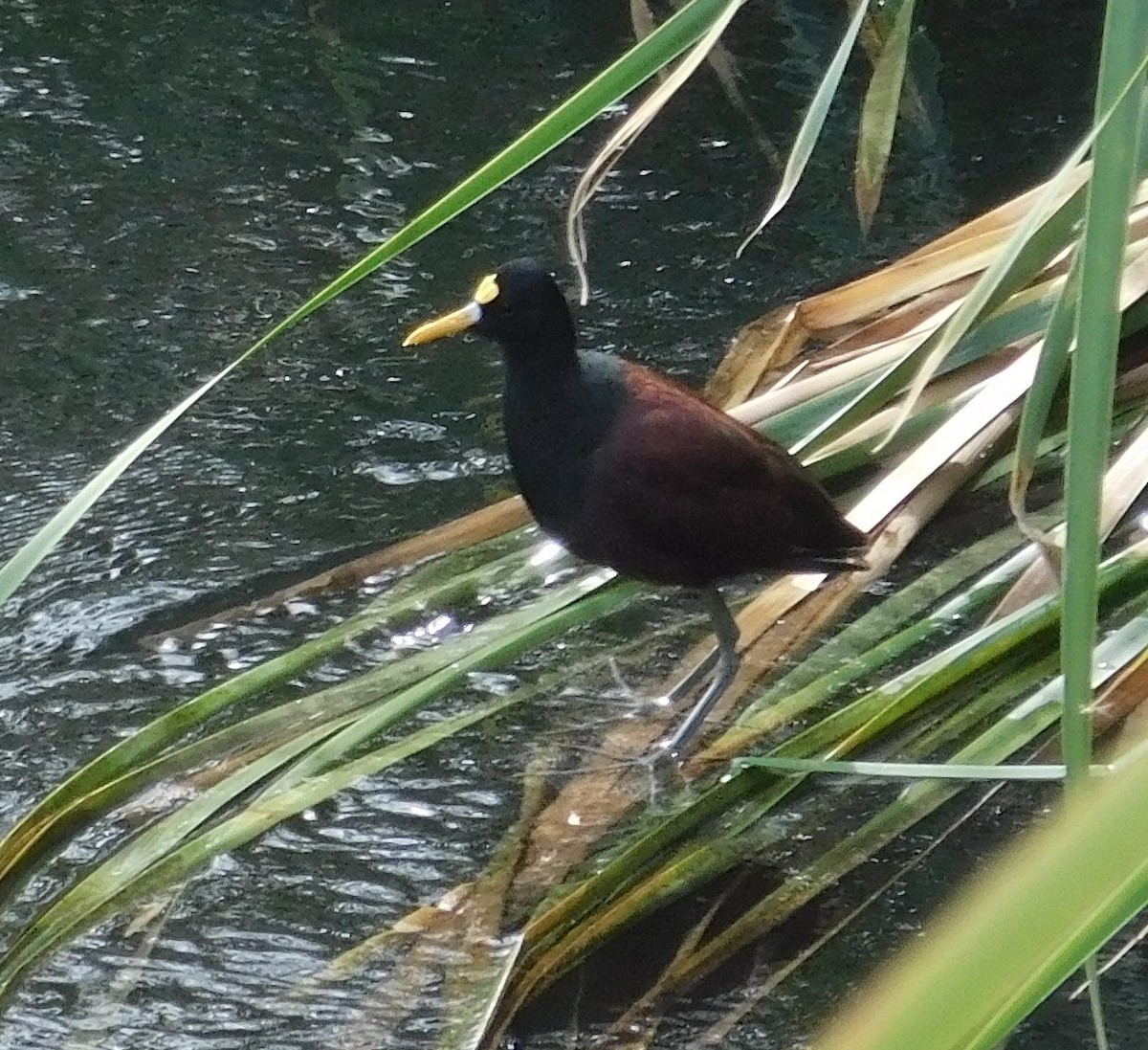 Northern Jacana - Danette Perez