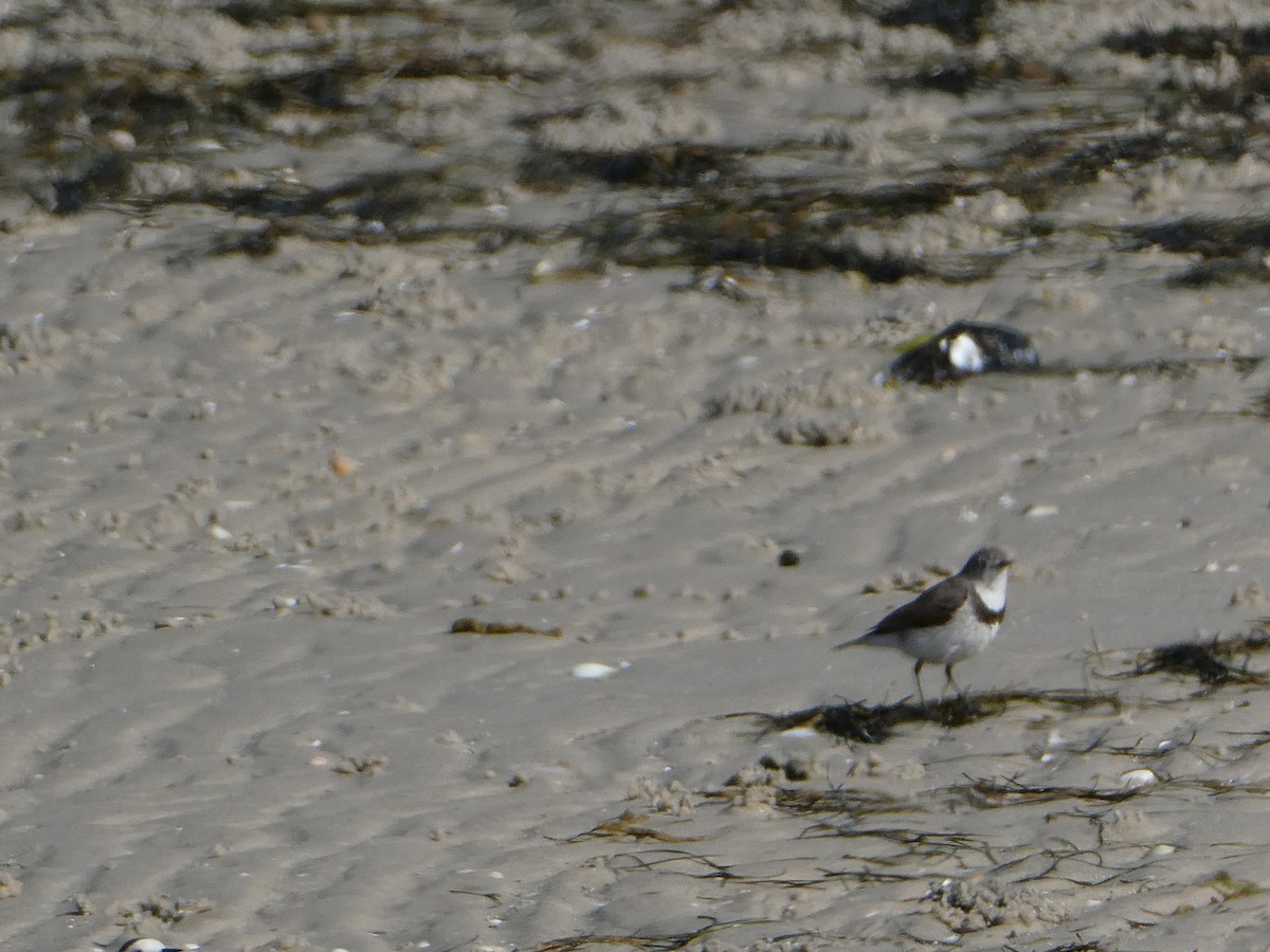 White-fronted Chat - ML281417571