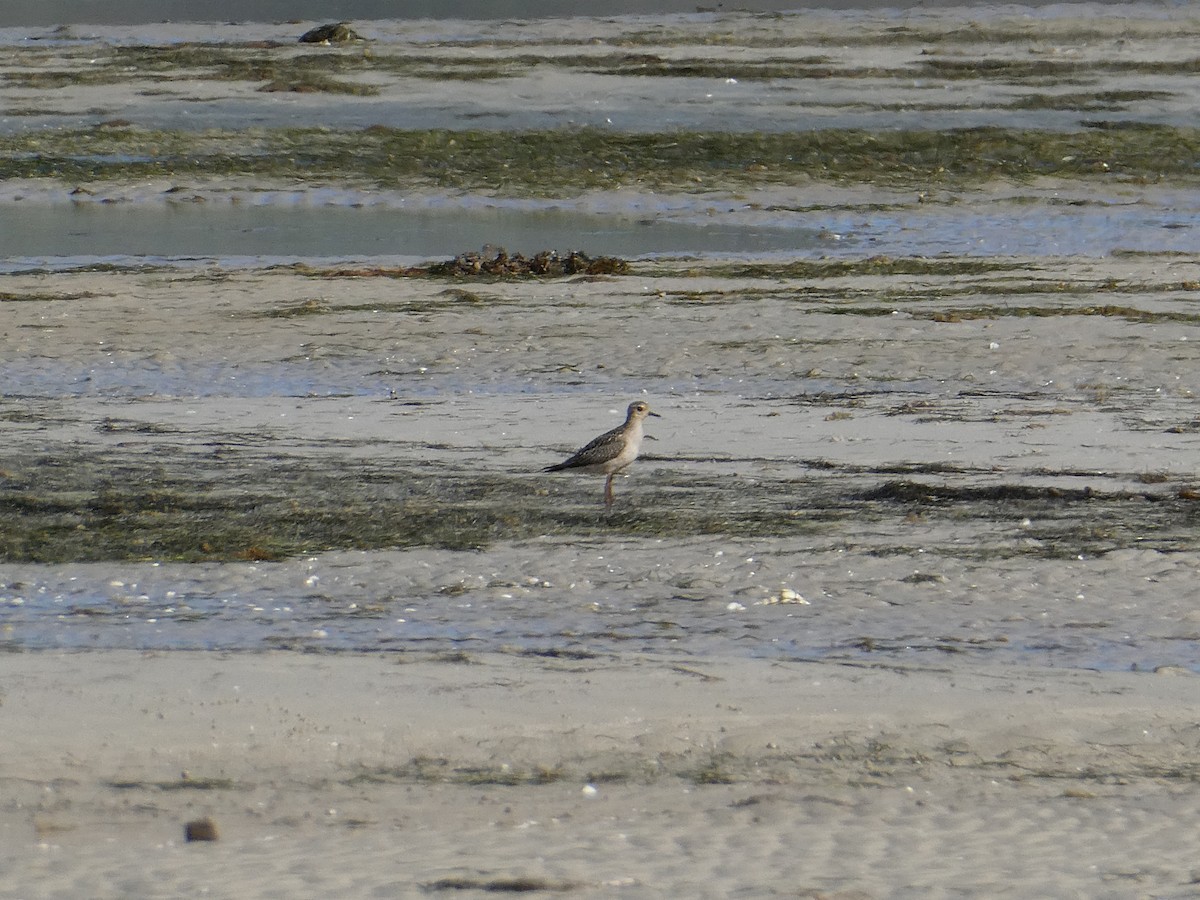 Pacific Golden-Plover - ML281417721
