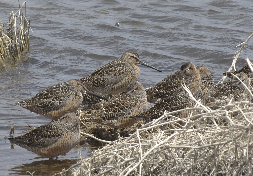 Short-billed Dowitcher - Nancy Overholtz