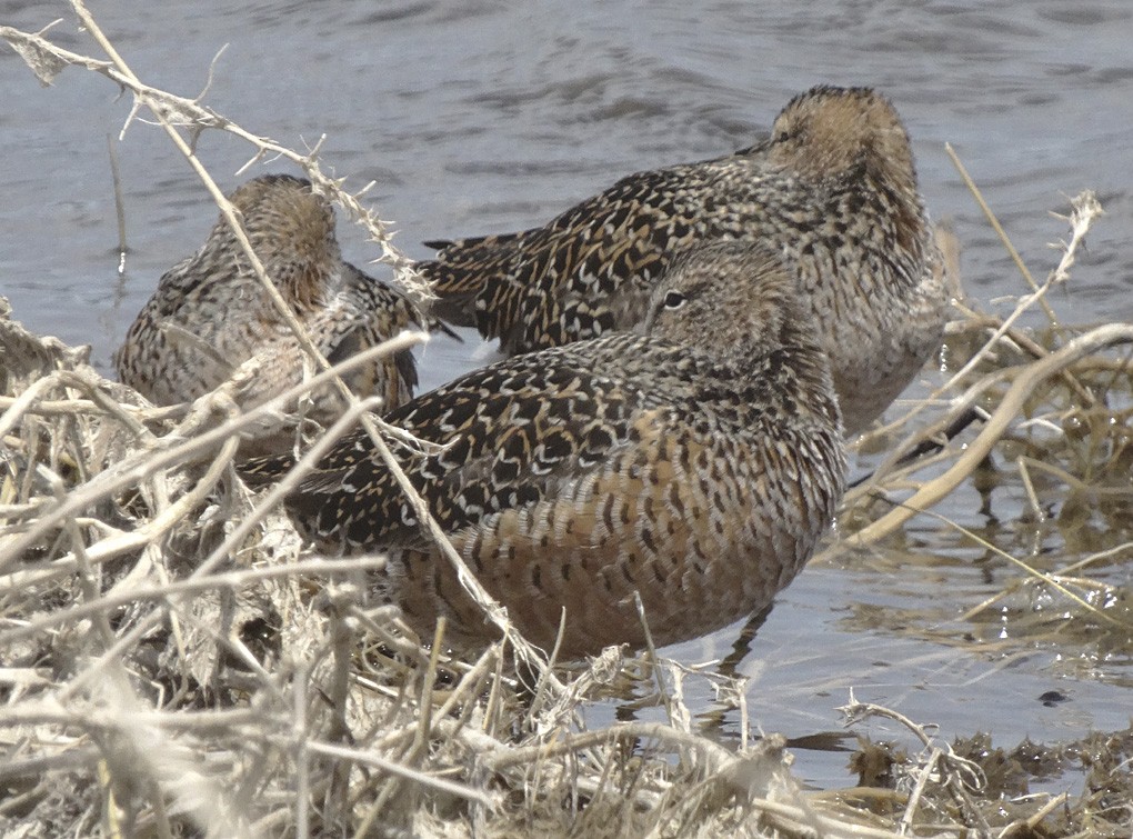 Long-billed Dowitcher - Nancy Overholtz