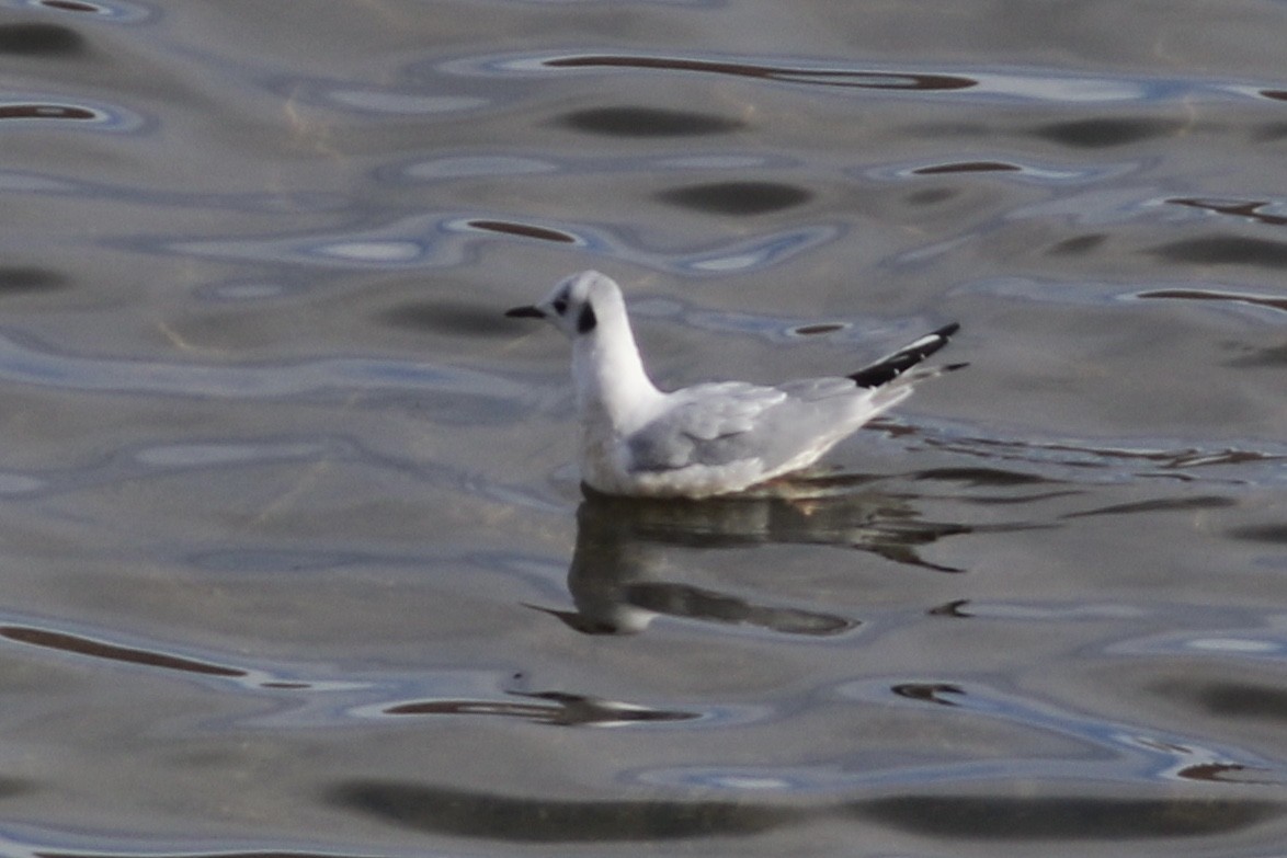 Bonaparte's Gull - ML281420361