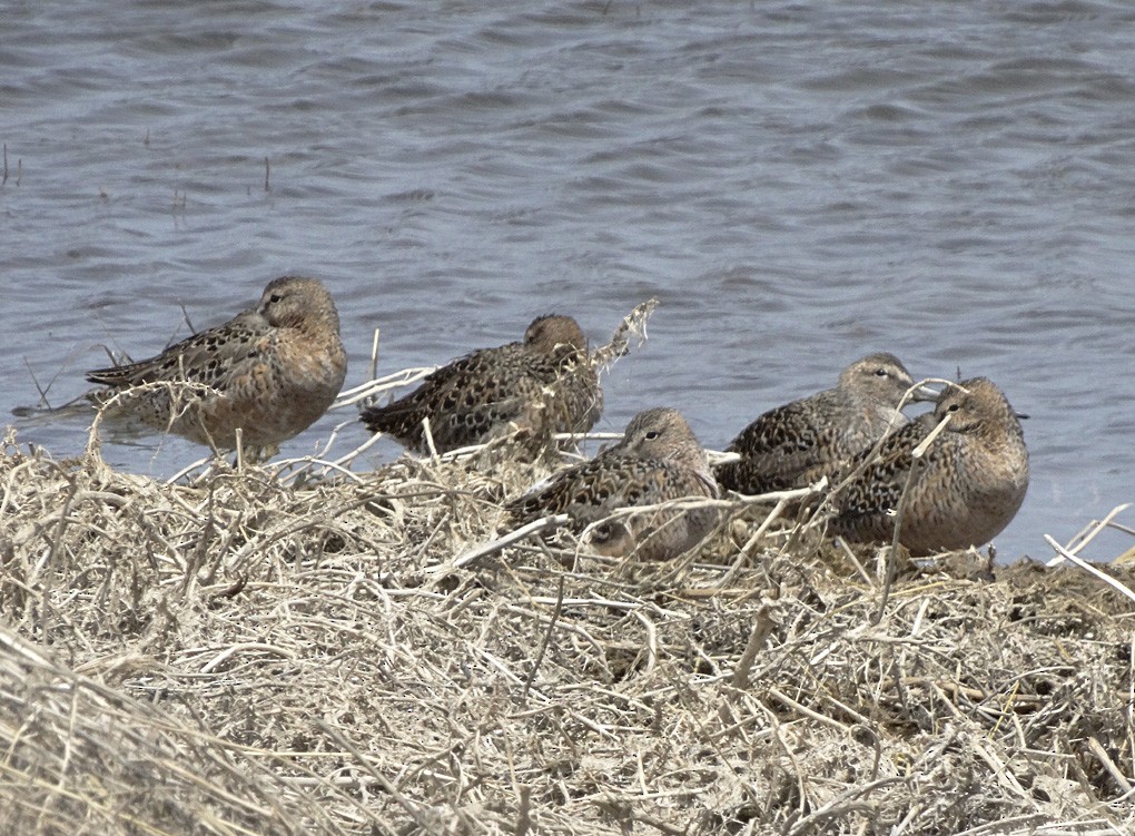 Long-billed Dowitcher - ML28142041