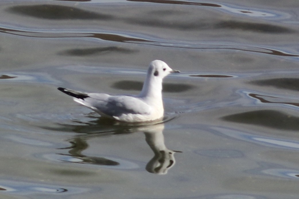 Bonaparte's Gull - ML281420501