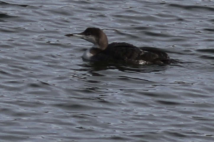 Common Loon - ML281420631