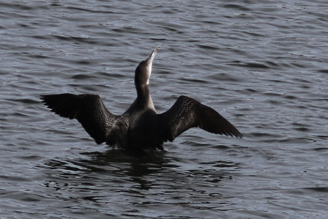 Common Loon - ML281420651