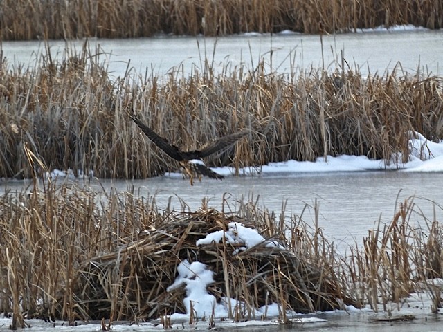 Northern Harrier - Stewart Wilson