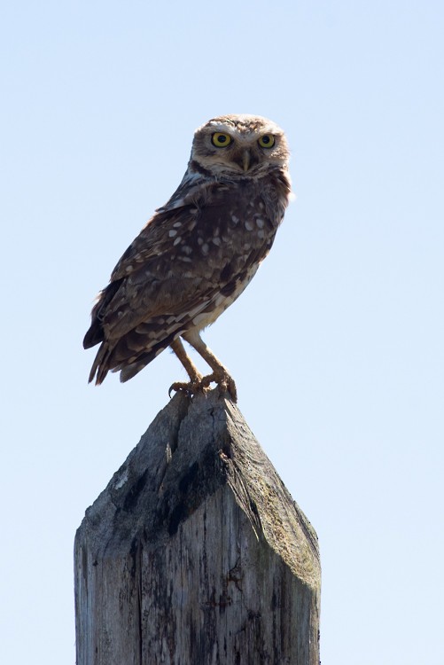 Burrowing Owl - ML281421631