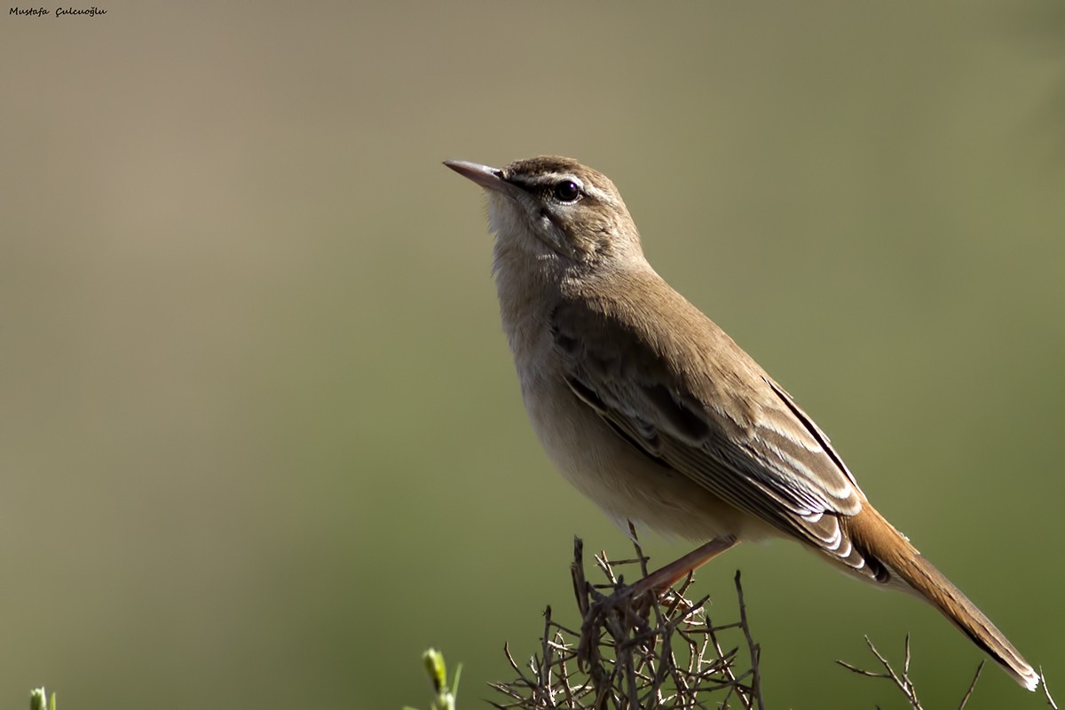 Rufous-tailed Scrub-Robin (Rufous-tailed) - ML28142171