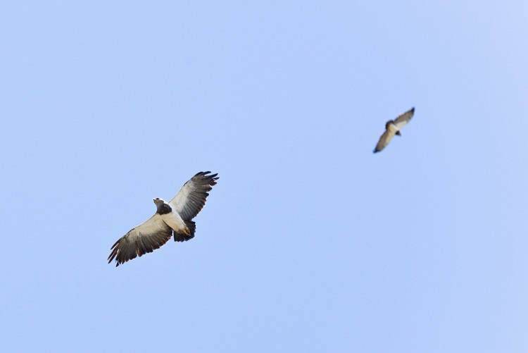 Black-chested Buzzard-Eagle - ML281421731