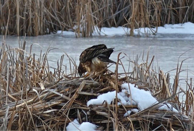 Northern Harrier - Stewart Wilson