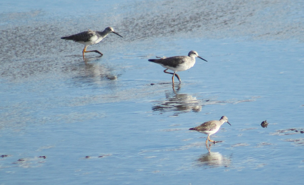 Lesser Yellowlegs - ML281423811