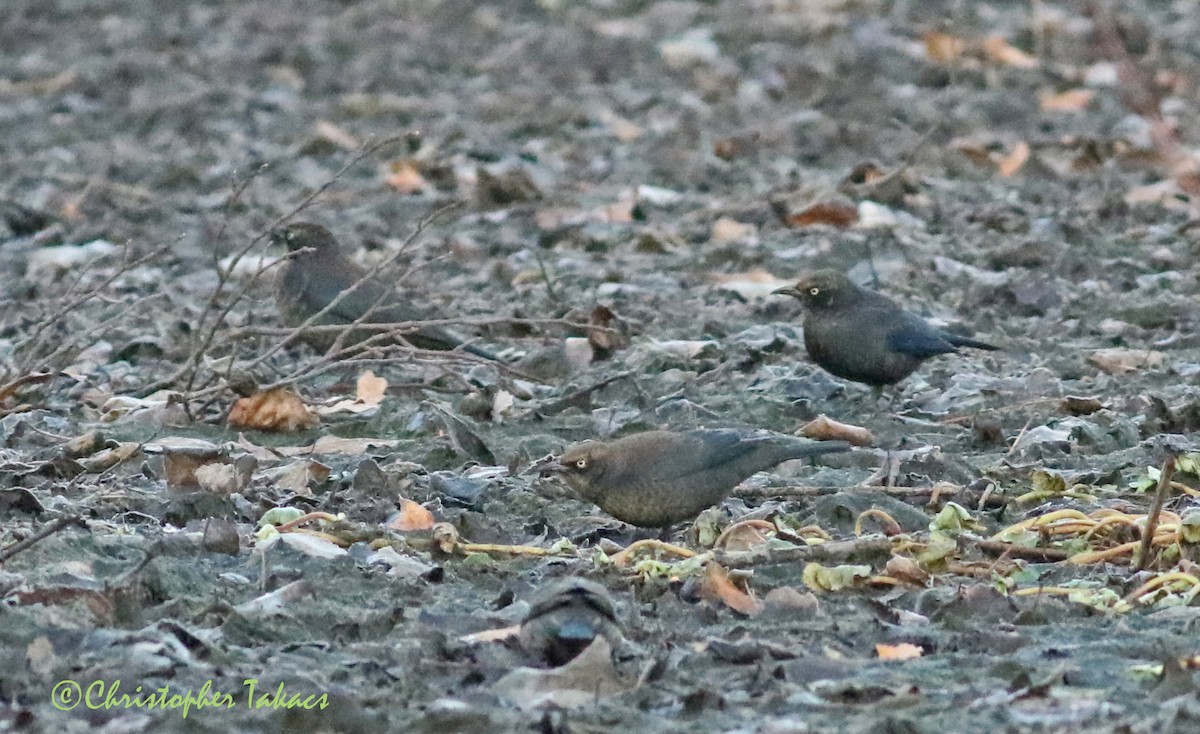 Rusty Blackbird - ML281424141