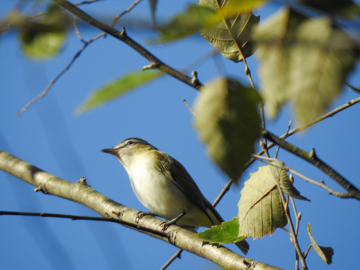 Rotaugenvireo - ML281424501