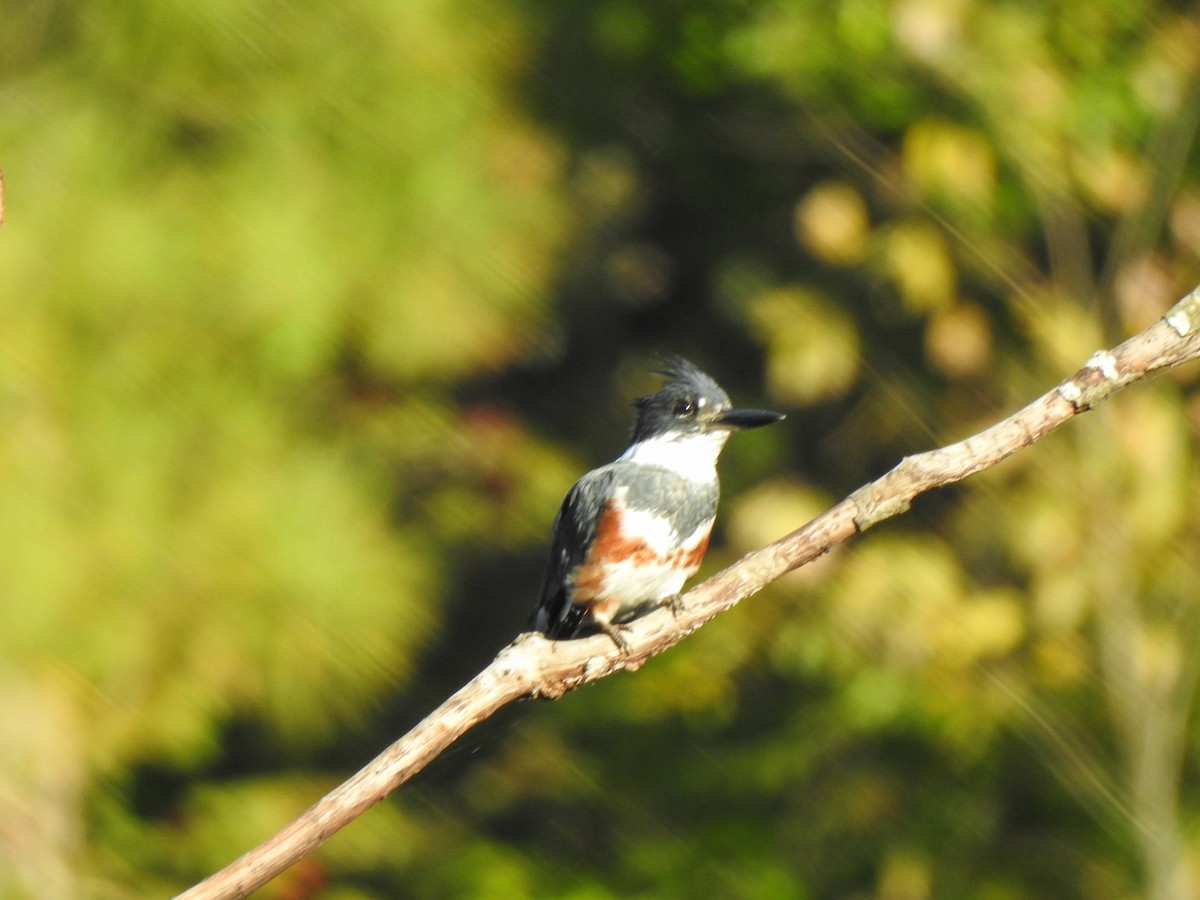 Belted Kingfisher - Ryne VanKrevelen