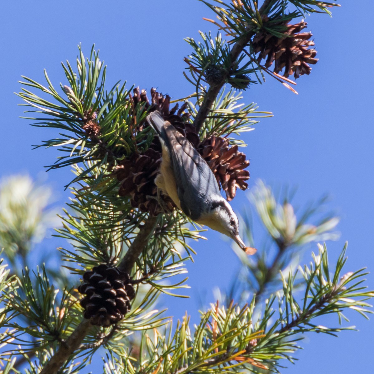 Red-breasted Nuthatch - ML281425061