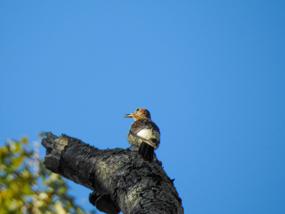 Red-headed Woodpecker - ML281427681