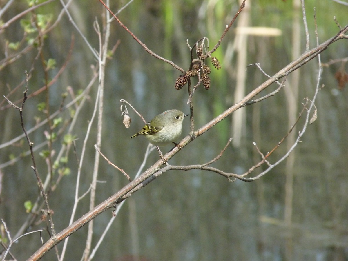 Ruby-crowned Kinglet - Rodolpho Rodrigues