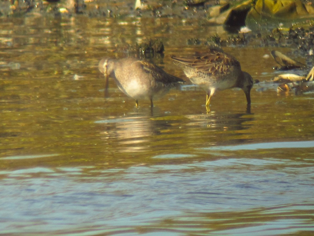 Long-billed Dowitcher - ML281429931