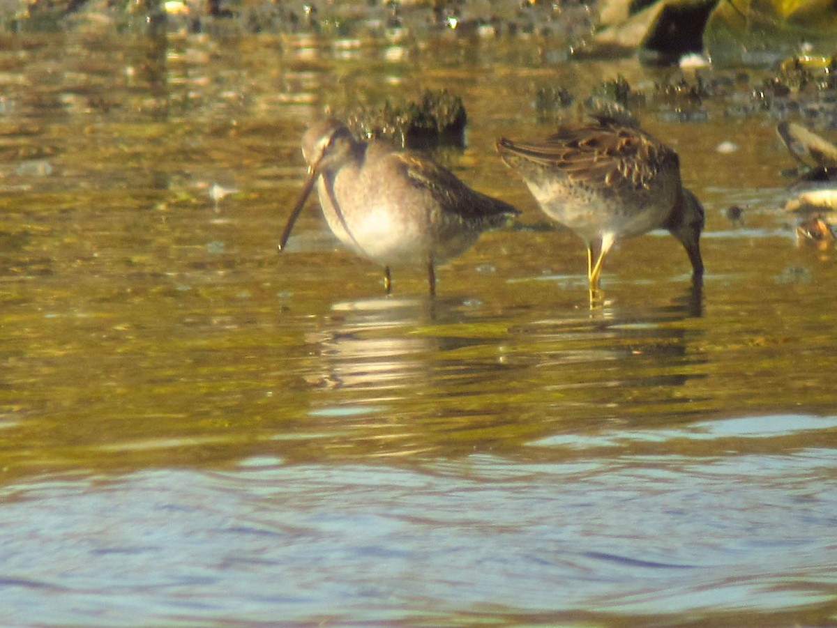 Long-billed Dowitcher - ML281429941