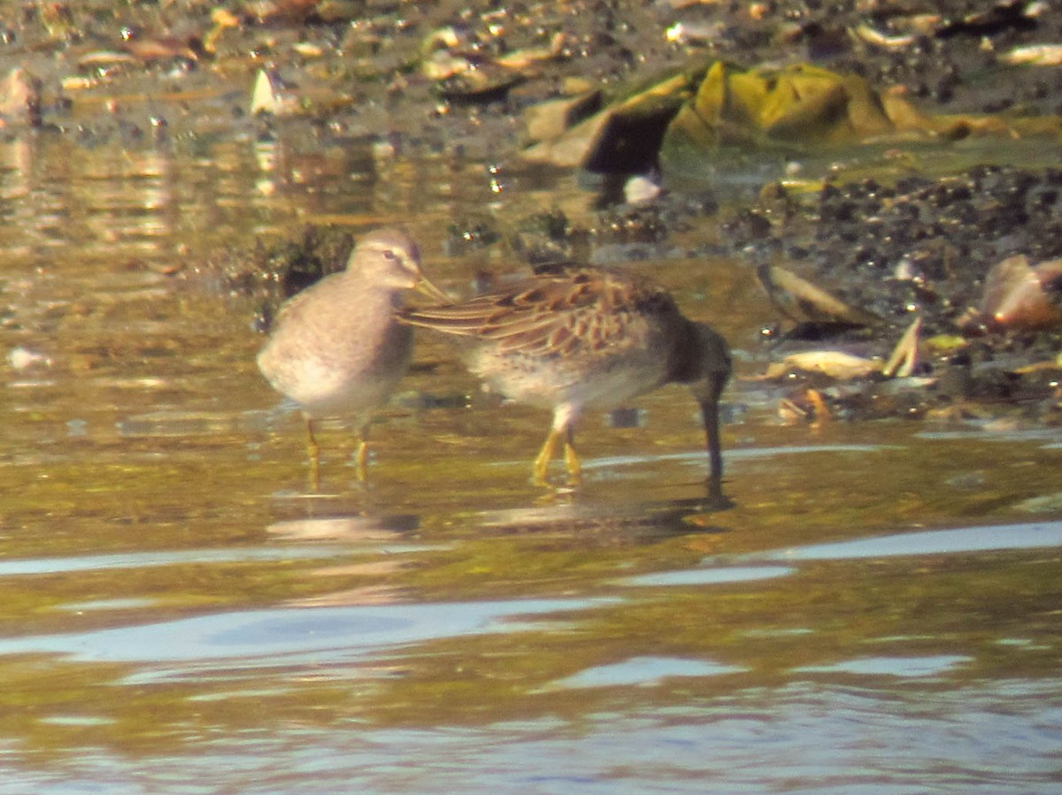 Long-billed Dowitcher - ML281429951