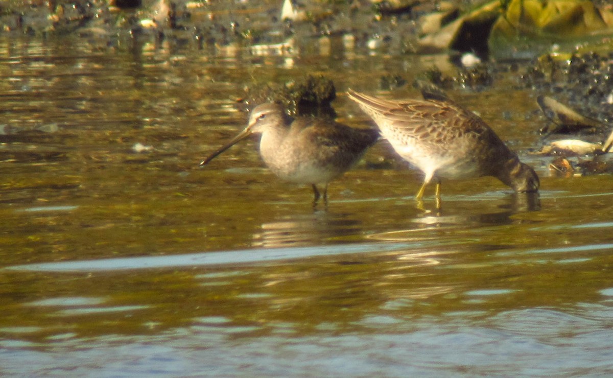 Long-billed Dowitcher - ML281429971