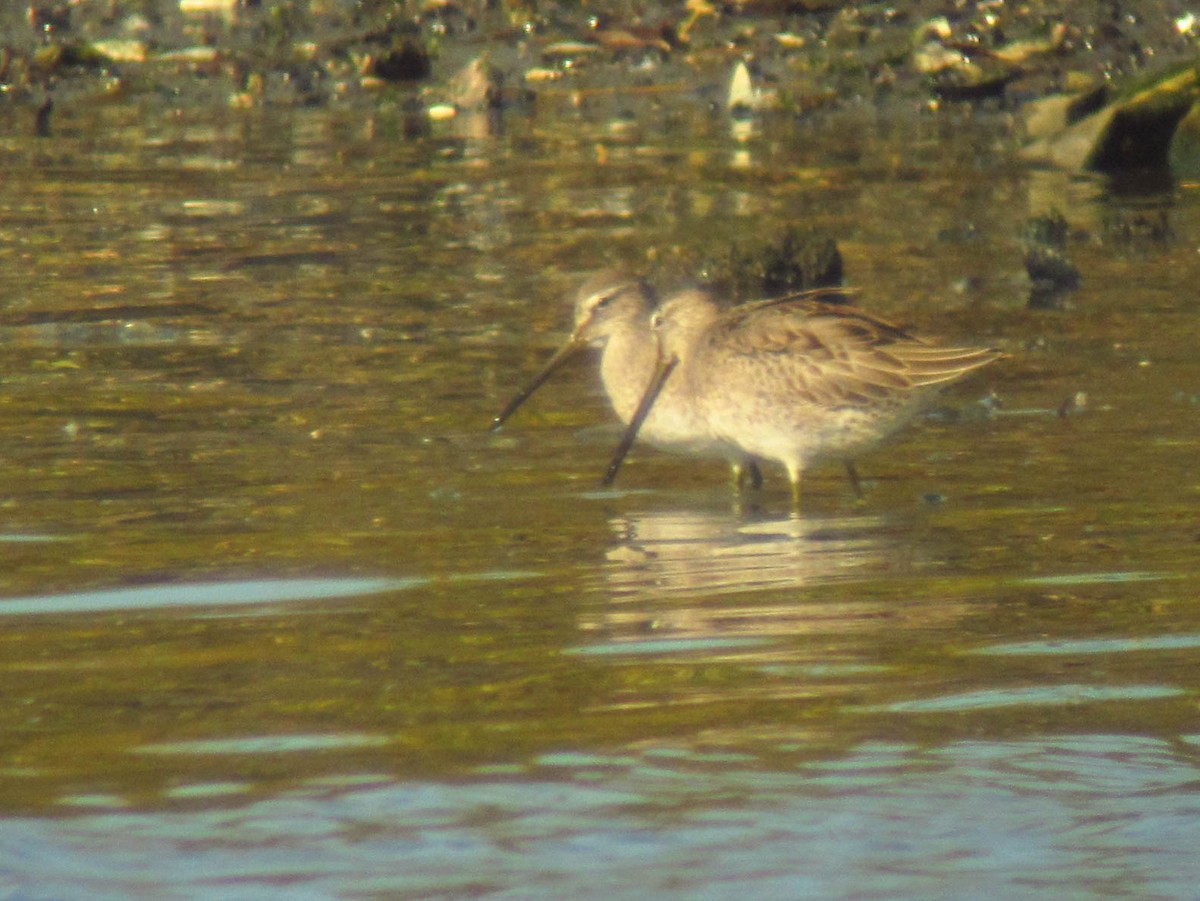 Long-billed Dowitcher - ML281429981