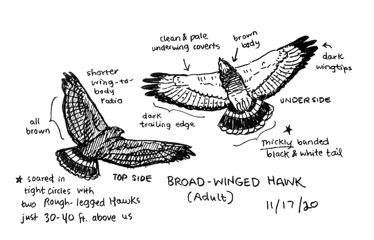 Broad-winged Hawk - ML281432061