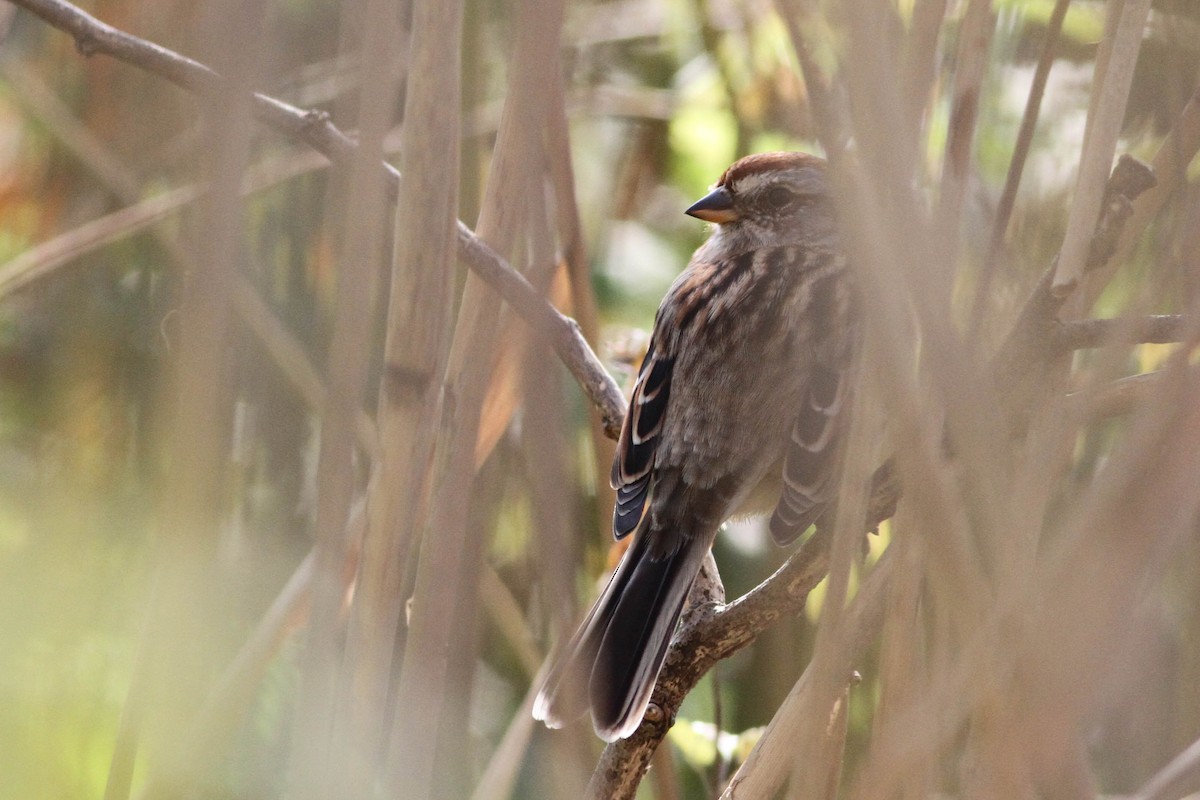 American Tree Sparrow - ML281432191