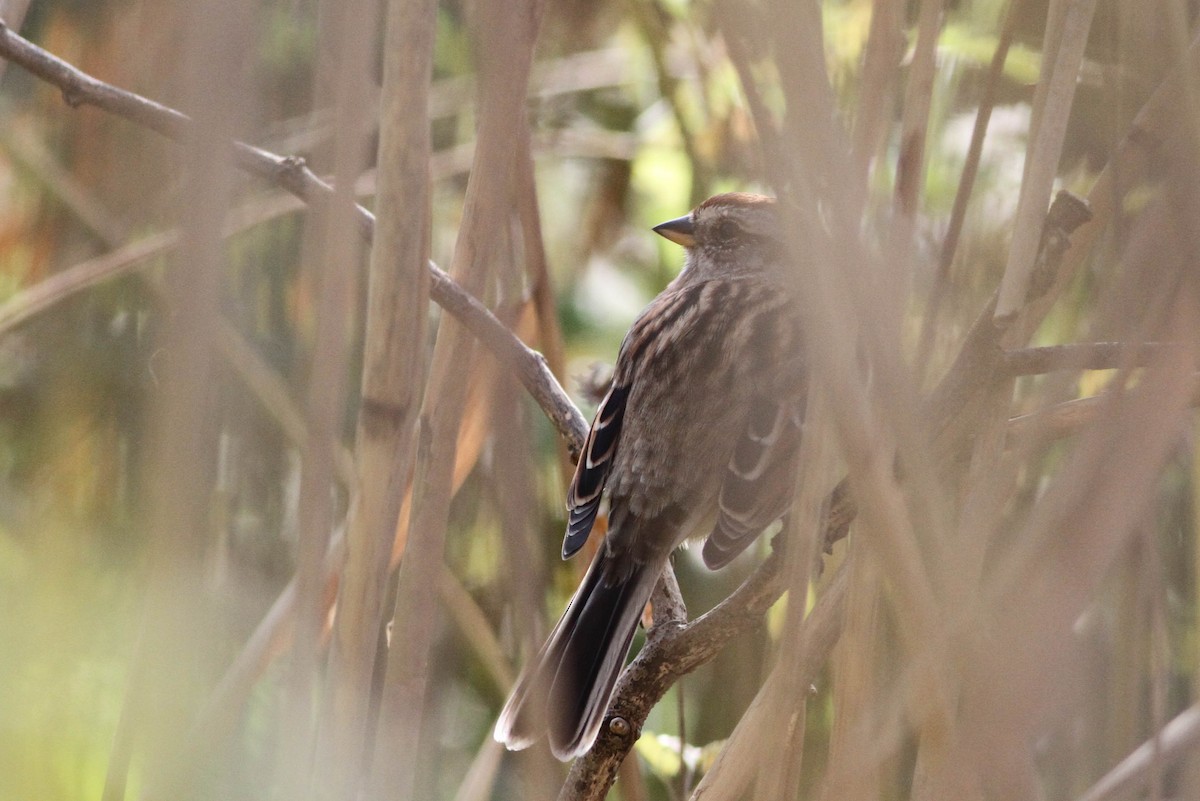 American Tree Sparrow - ML281432231