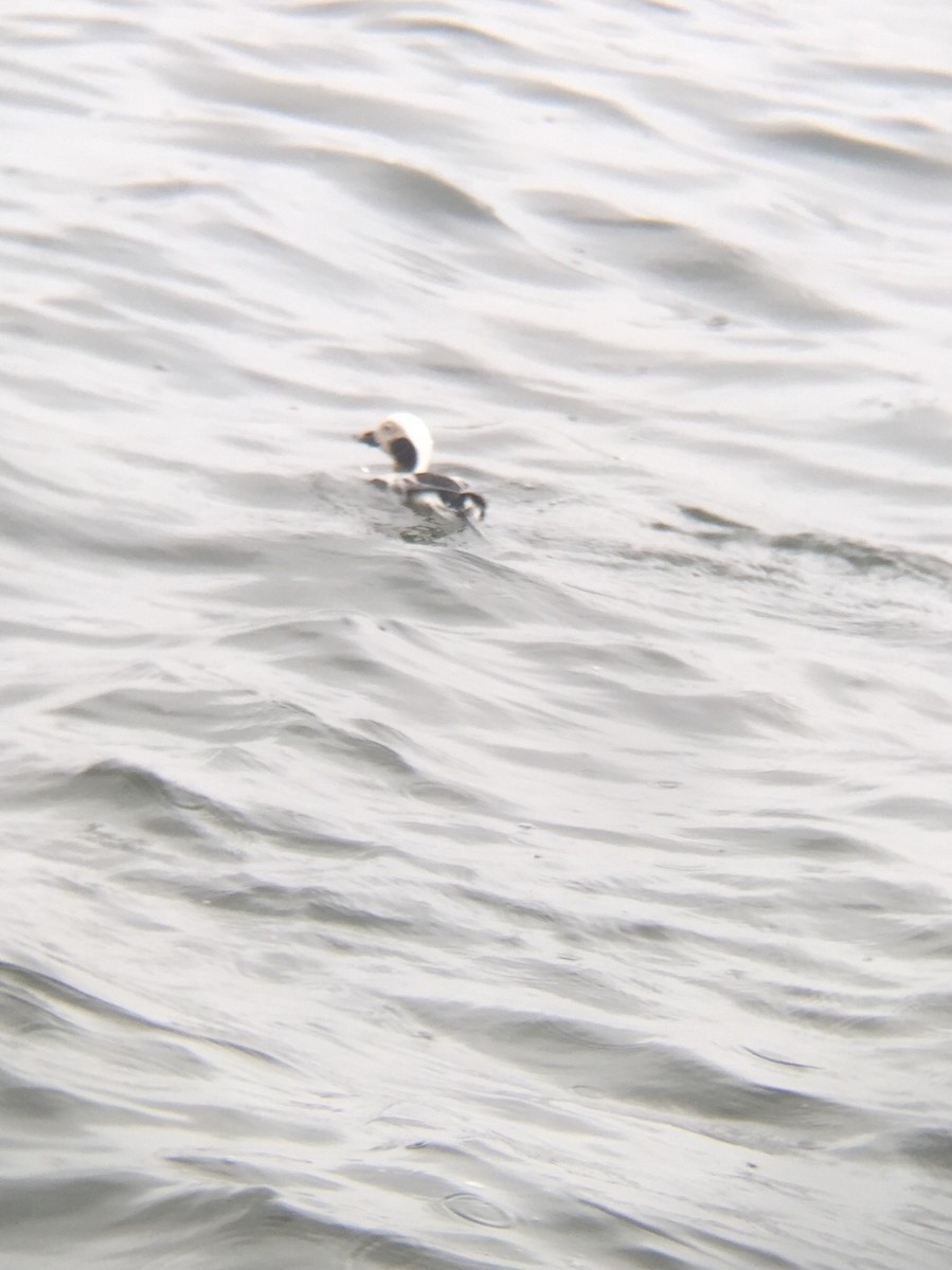 Long-tailed Duck - ML28143351